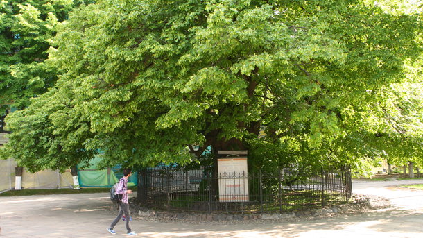 Ancient 400-year-old linden